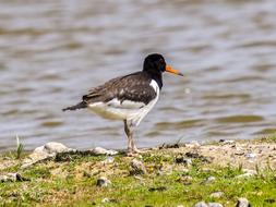 Oystercatcher Bird by the Water