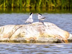 River Tern Bird Water