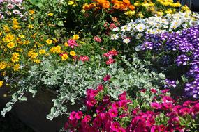 Flowers Color Blossom
