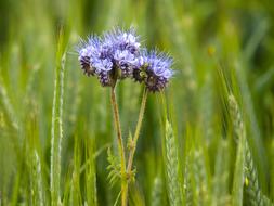 Phacelia Phazelia Plant