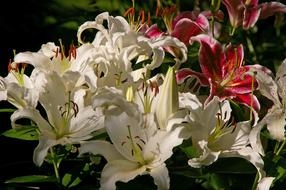 Lilies Flowers Blossomed Flower