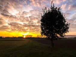 Landscape Sunrise Tree