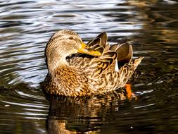 Mallard Duck Water Bird