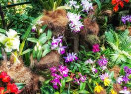 Orchid Flower Exotic