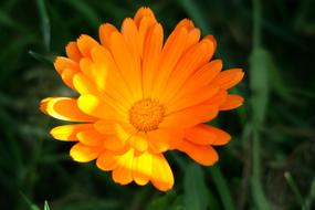 Flower Orange Blossom