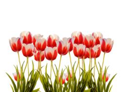 tulip garden in white
