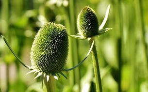 Plant Green Nature