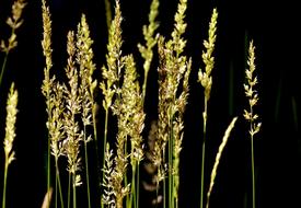dry spikelets on a black background