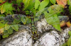 Dragonfly Nature Garden