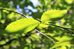 Leaf Branches Green