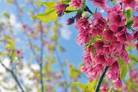 Flower Cherry Blossom Pink