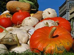 ripe delicious pumpkins