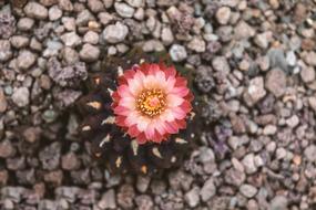 Cactus Blossom Bloom