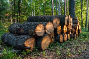 big logs in the woods