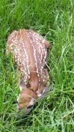 deer sleeping in the grass