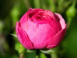 Rose Pomponella Floribunda