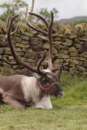 Reindeer Antlers Herd