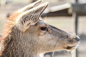 Deer Female Animal