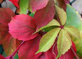 Parthenocissus Wild Wine Autumn