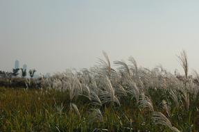 Reed Outing Park Reeds