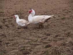 Goose Domestic Duck