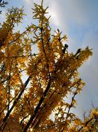 Golden Shower Branches Plant