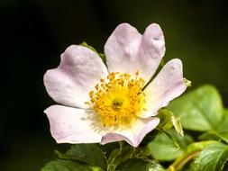 Wild Rose Flower Blossom