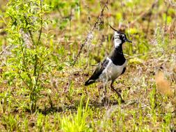 Lapwing Bird Animal at nature