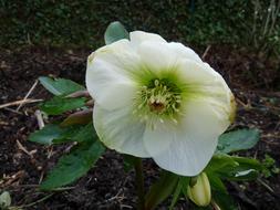 Christmas Rose Flower Hanging