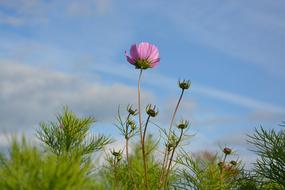 Purple Flower Buttons Flowers