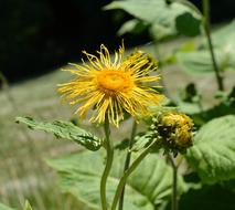 Inula Big Elecampane flower