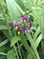 little purple flowers hidden in the grass.
