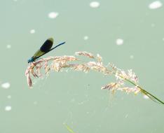 Demoiselle Dragonfly Water Spring