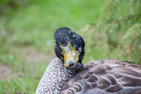 Duck Bird View