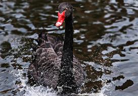 Mourning Swan Black