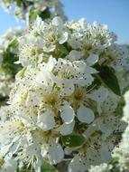 Pear Blossom