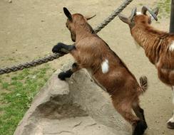 Goats Kid Zoo