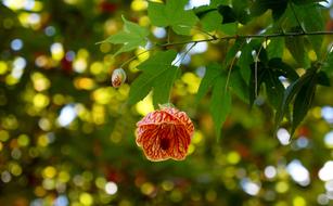 Pink Flower Roses macro