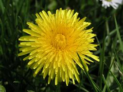 Dandelion Pointed Flower Blossom