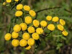 wildflowers round