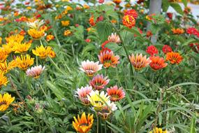 Flowers Rhodes Greece