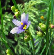 a lonely blue flower in the garden