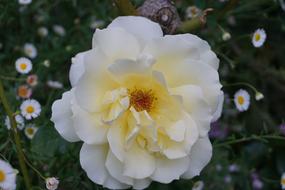 Rose White Bloom