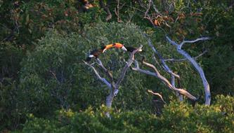Toucans Birds in nature