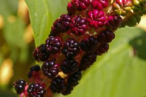 Pokeweed Berries Garden