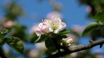 closeup photo of Apple Blossom on Tree in Spring