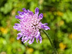 Knapweed Flower Blossom
