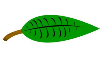 leaf tree nature green plant