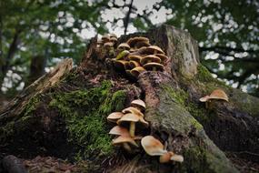 Mushrooms Forest Nature