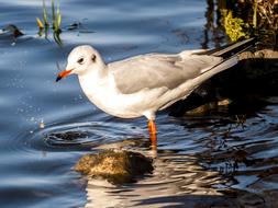 Black Headed Gull Seagull Water